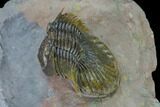 Platyscutellum Trilobite - Tafraoute, Morocco #170714-5